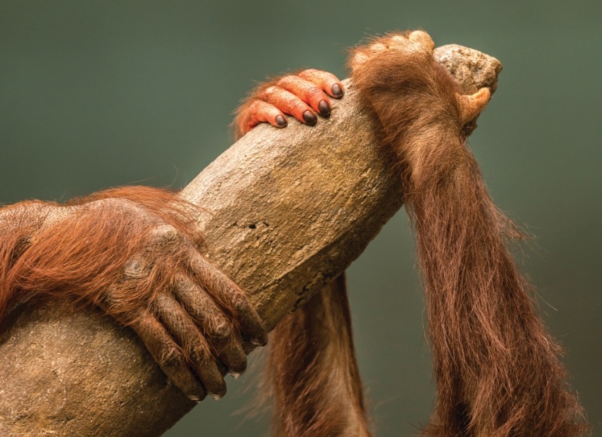 orangutans 2.jpg orangutans 2.jpg
